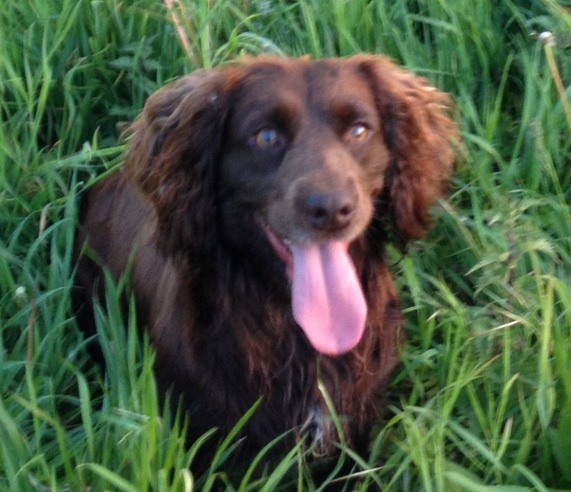 Conservation K9
